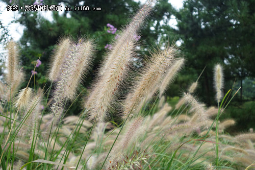 索尼QX100实拍样张