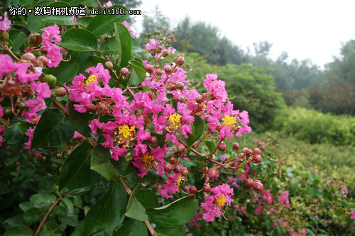 sony qx100_qx10_sony qx100价格