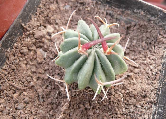 JD194-BS4P型三相有功功率变送器