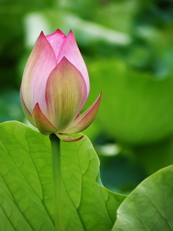 富士s8100_富士s8000_fujifilm数码相机