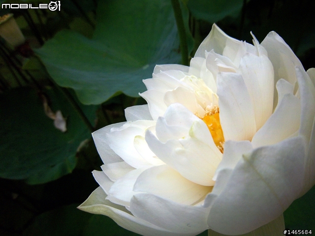 七连发新款猎_我的世界红石大炮连发_dnf单键连发