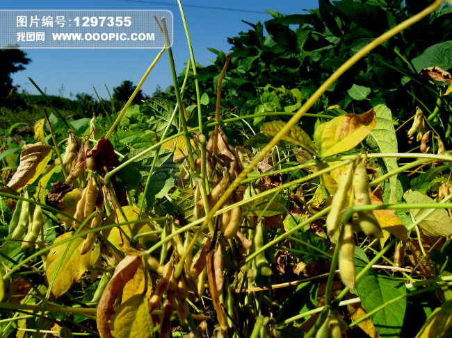 豆荚vpn_豆荚vpn破解版_豆荚vpn官网哪个是真的