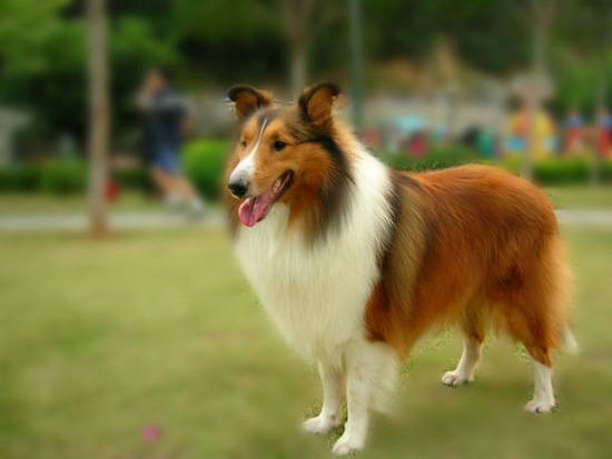 sheepdog_sheepdog是什么意思_ceph