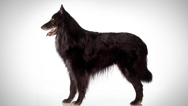 ceph_sheepdog_sheepdog是什么意思