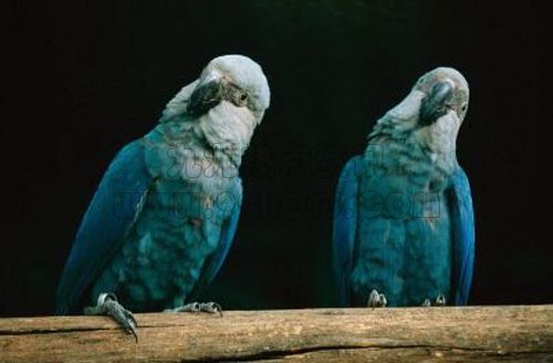 小太阳鹦鹉_凤头鹦鹉_斯皮克斯金刚鹦鹉