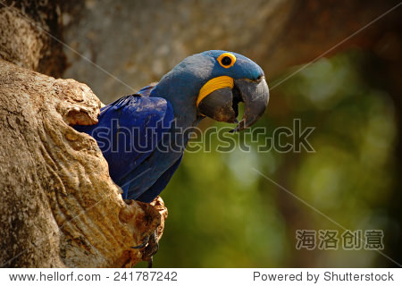 斯皮克斯金刚鹦鹉_小太阳鹦鹉_凤头鹦鹉