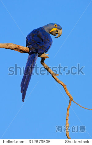 蓝色斯皮克斯金刚鹦鹉_凤头鹦鹉_斯皮克斯金刚鹦鹉