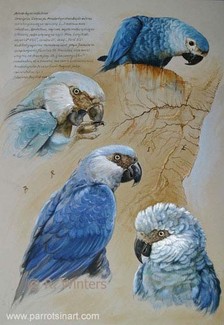 蓝色斯皮克斯金刚鹦鹉_斯皮克斯金刚鹦鹉_凤头鹦鹉