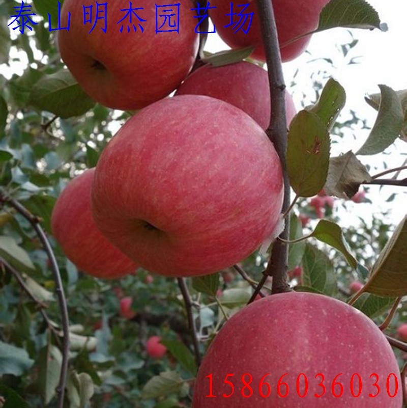 苹果新品种烟富10_富将苹果新品种_苹果树苗新品种2016