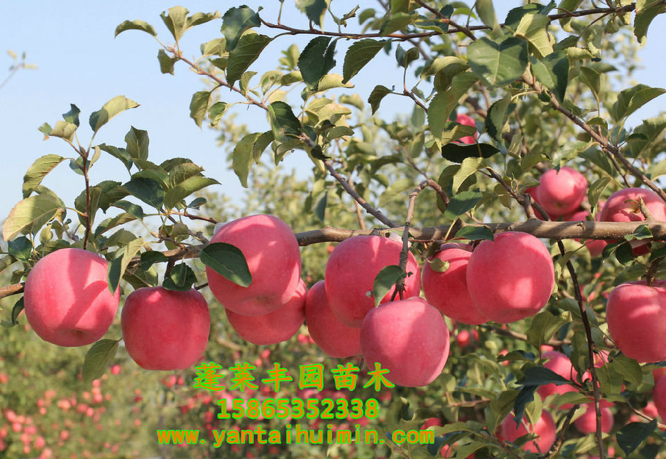 苹果新品种烟富10_富将苹果新品种_苹果树苗新品种2016