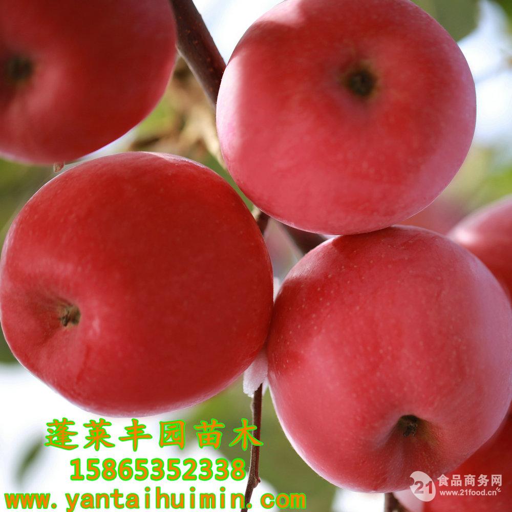 富将苹果新品种_苹果新品种烟富10_苹果树苗新品种2016
