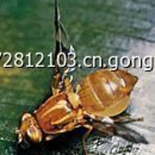 粘虫板颜色_粘虫板有毒吗_瓜实蝇粘虫板厂家