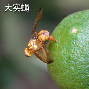 瓜实蝇_粘虫板价格_泉州瓜实蝇粘虫板供应