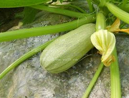 瓜实蝇_泉州瓜实蝇粘虫板供应_粘虫板价格