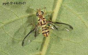 粘虫板价格_泉州瓜实蝇粘虫板供应_南瓜实蝇