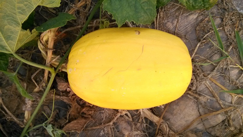 粘虫板价格_南瓜实蝇_泉州瓜实蝇粘虫板供应