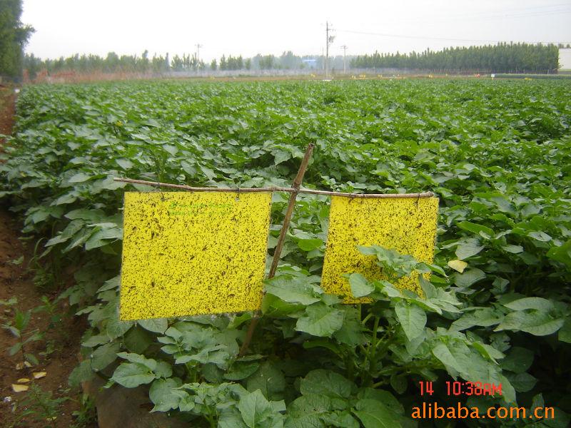 粘虫板 蚜虫_粘虫板颜色_蓝粘虫板