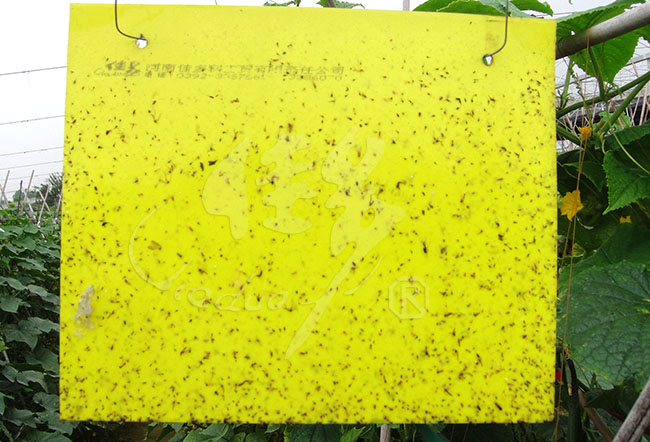 粘虫板_粘虫板 蚜虫_粘虫板颜色