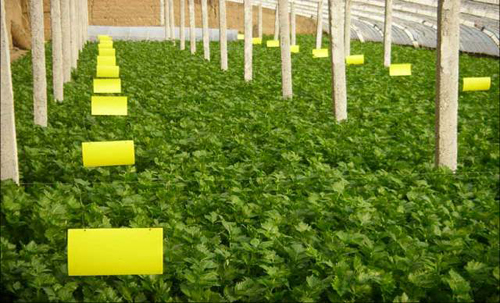 粘虫板颜色_粘虫板_粘虫板 蚜虫