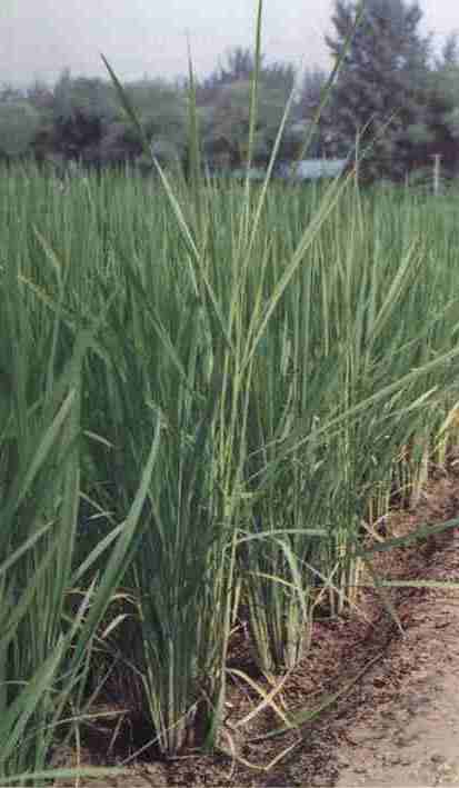 恶苗病_恶苗病赤霉素_水稻恶苗病打什么药