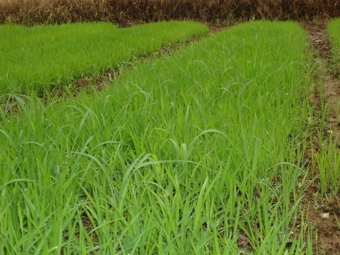 恶苗病_恶苗病影响产量吗_恶苗病能治好吗