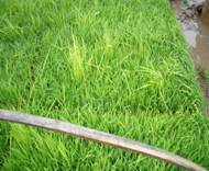 恶苗病影响产量吗_恶苗病_恶苗病能治好吗