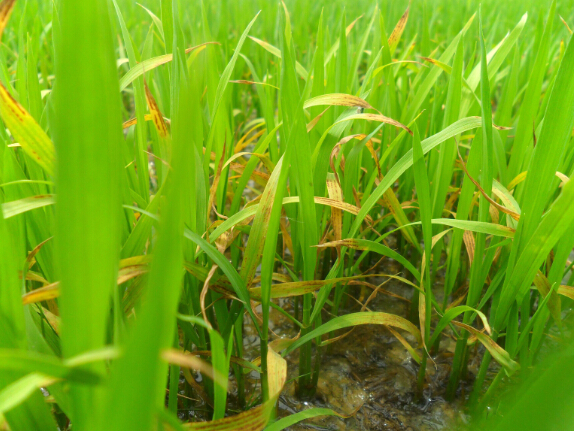 恶苗病能治好吗_恶苗病影响产量吗_恶苗病