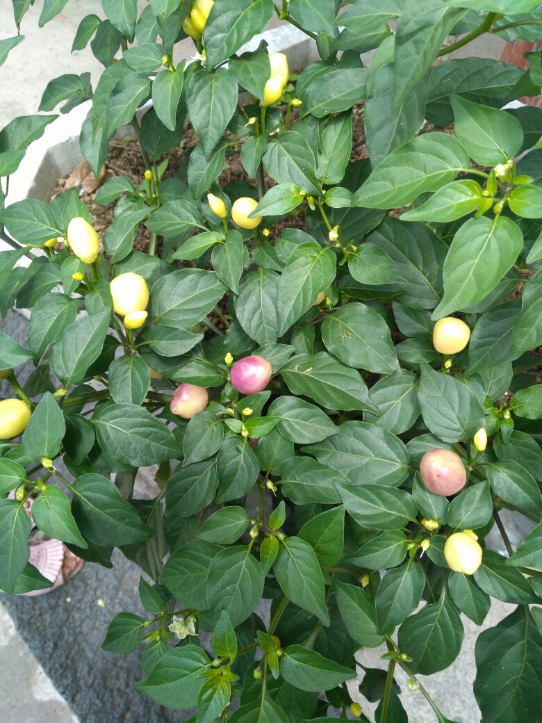 小辣椒3322_呛口小辣椒_小辣椒手机怎么样