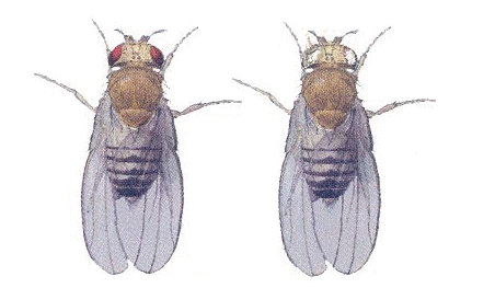 摩尔根果蝇实验 纹_摩尔根果蝇测交实验_摩尔根的实验