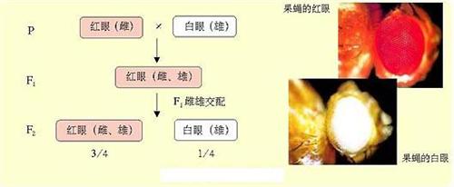 摩尔根果蝇实验 纹_摩尔根的实验_摩尔根果蝇测交实验