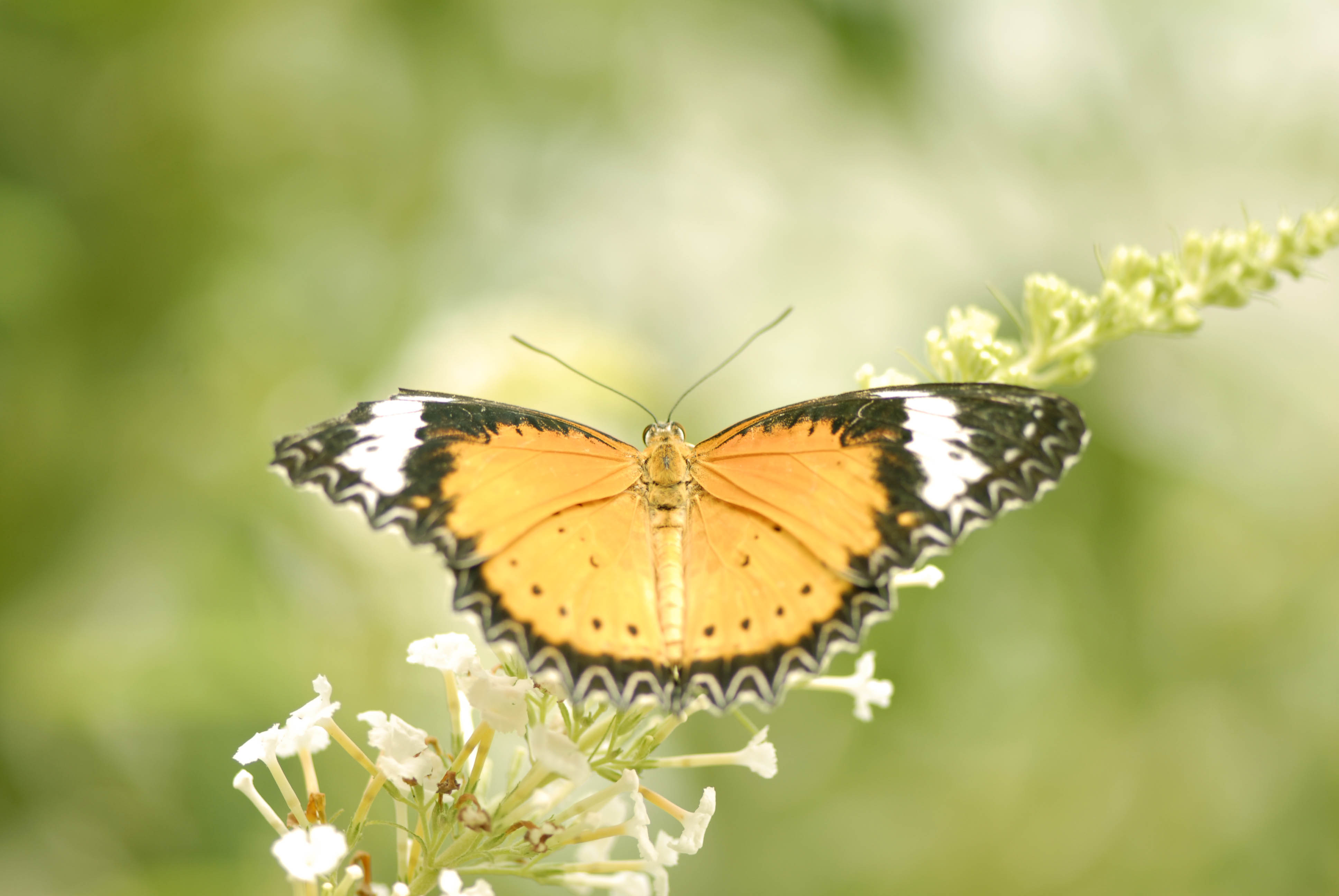 新浪uc手机版_新浪uc蝴蝶版_蝴蝶les电影完整版