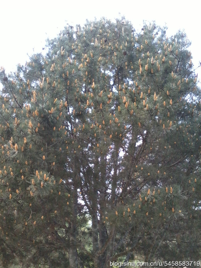 综漫 梅洛尼_梅洛尼替身_阿松塔·梅洛尼