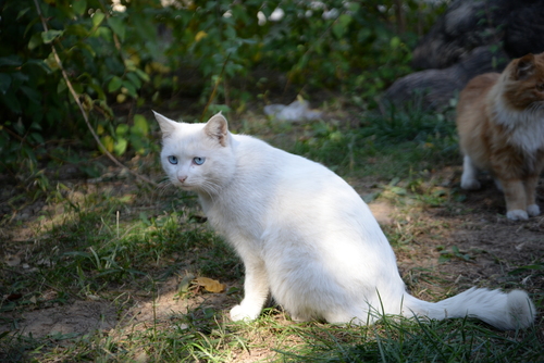 尼康全画幅大对决 D610D750深度对比评测