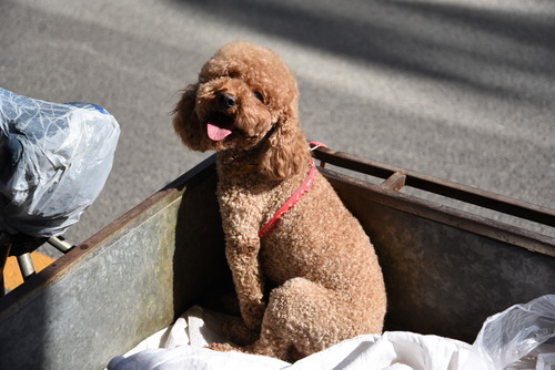 尼康全画幅大对决 D610D750深度对比评测