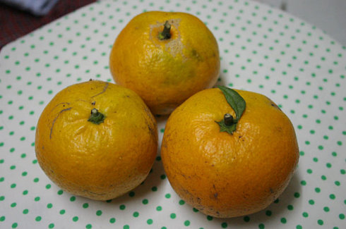 大麦盒子好吗_桔子tv 大麦盒子_大麦盒子破解网络限制