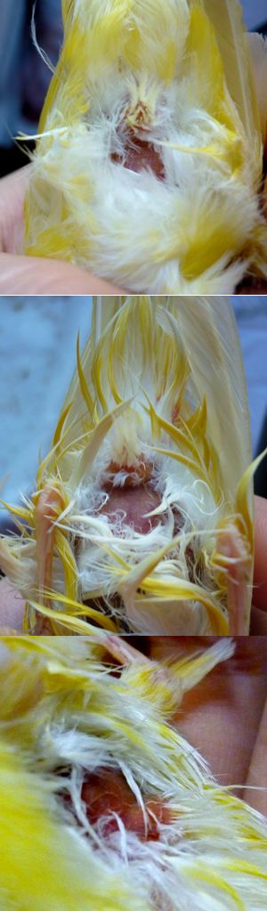 电脑主机嘀嘀嘀响_电脑主机嘀嘀嘀响