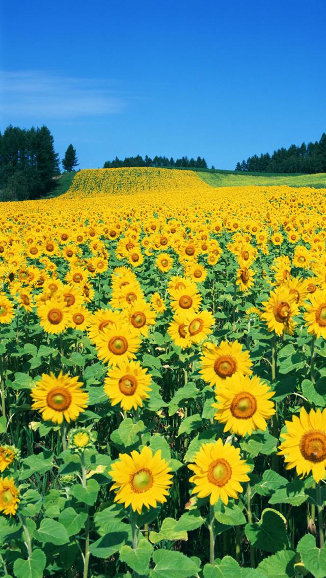 电脑控制手机屏幕软件_手机控制电脑开机软件_电脑+控制+手机+软件