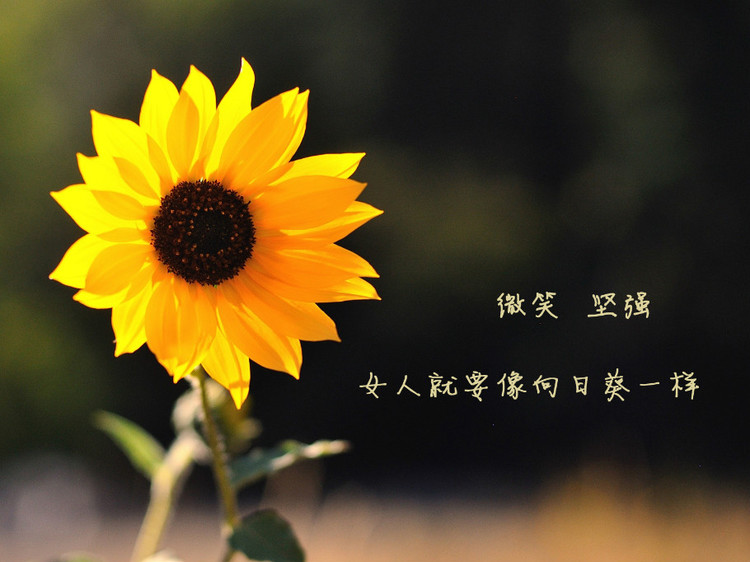手机版用向日葵远程控制软件_向日葵 用鼠标_电脑用鼠标玩的有什么好游戏