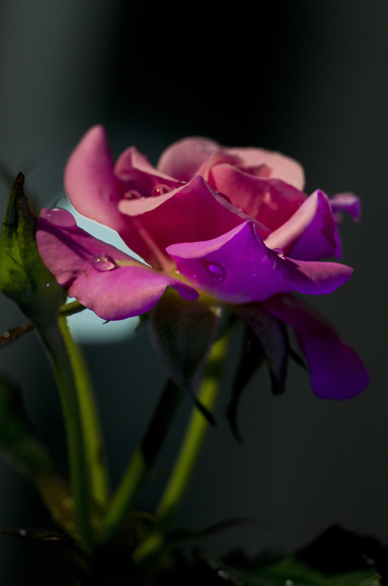 安卓511 内存_安卓511 root_安卓511省电