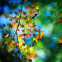 电脑花屏黑屏