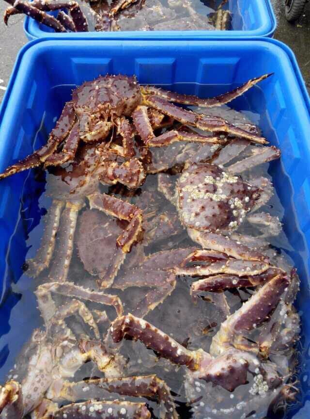 松叶蟹和帝王蟹的区别_帝王蟒鼠标_帝王蟹鼠标