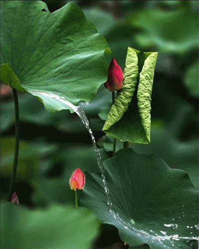 win7动态壁纸电脑桌面下载_动态壁纸电脑桌面下载win7_win7桌面动态壁纸不动