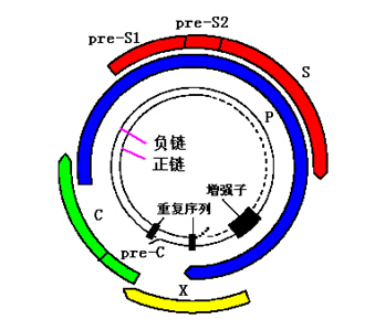 金山查杀木马病毒_360如何查杀魔波病毒_冲击波病毒查杀