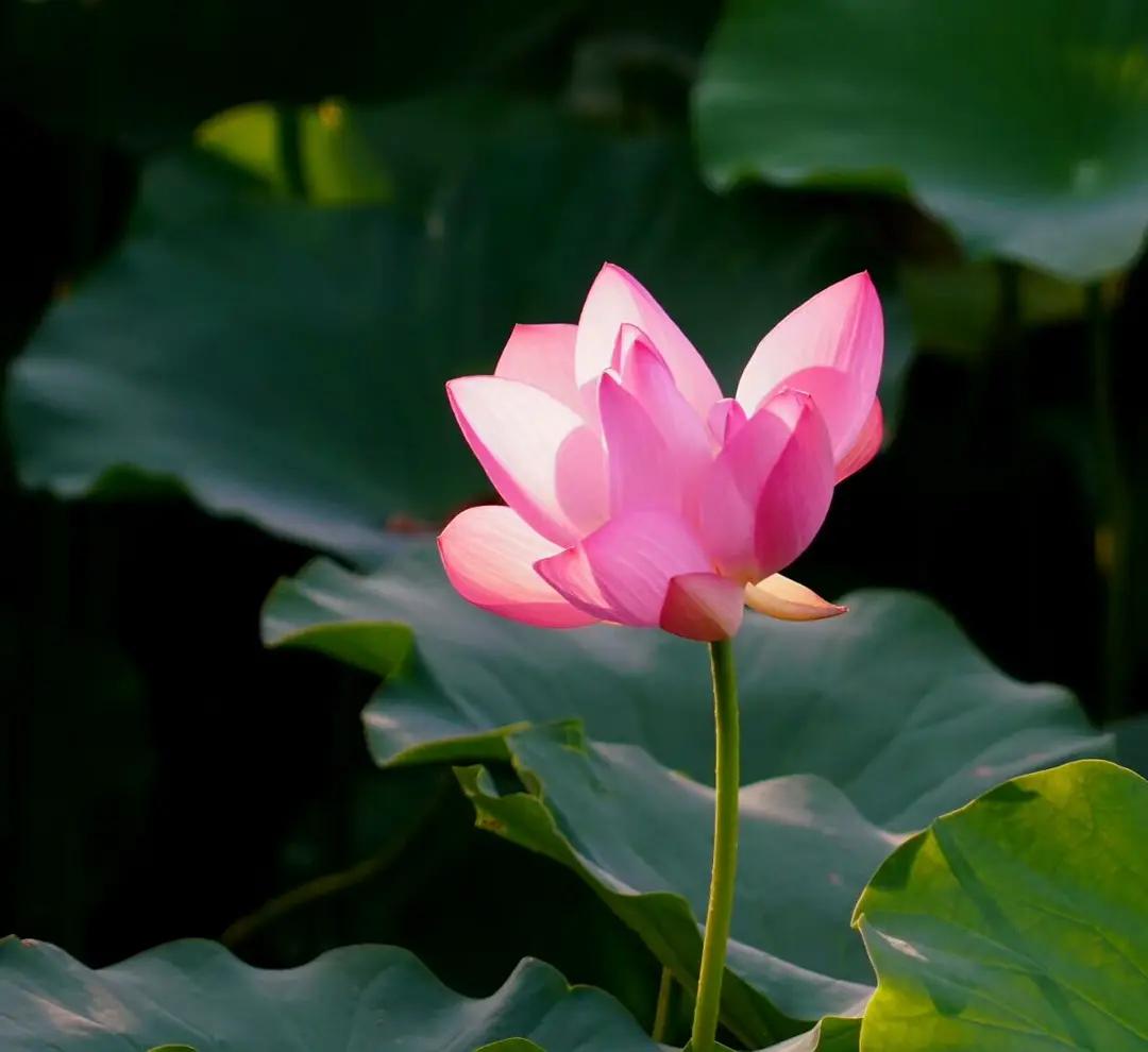 恬淡虚无 正气内存