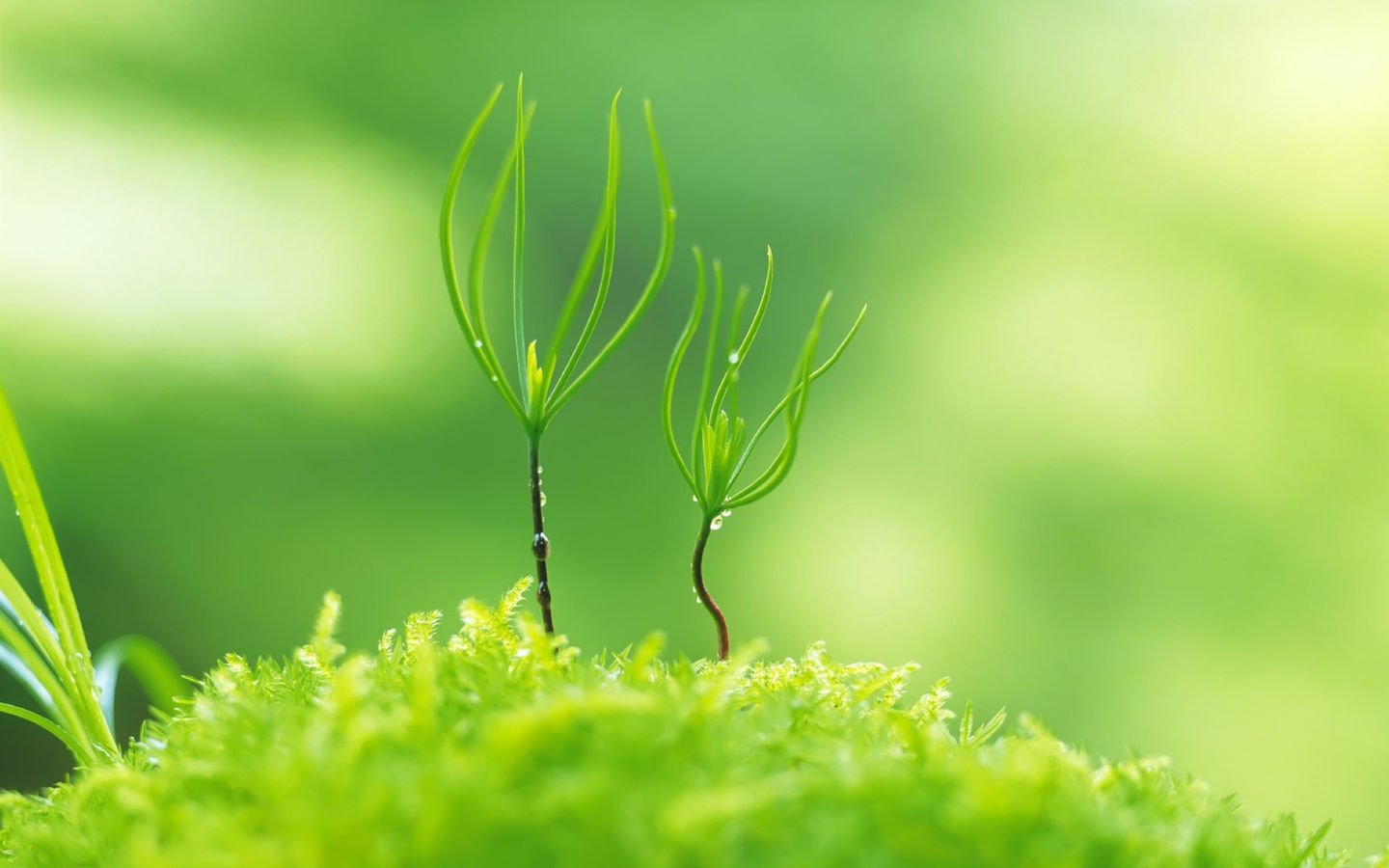 索尼电脑笔记本桌面_笔记本电脑桌面壁纸的大小_14寸笔记本壁纸大小