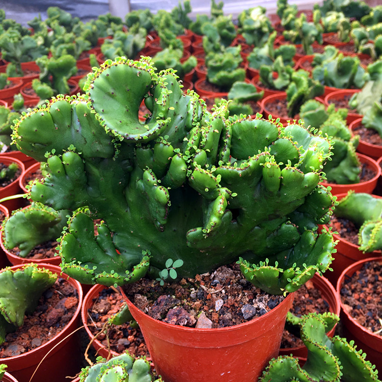 笔记本电脑辐射有多远_电脑的辐射有多远_台式电脑辐射有多远