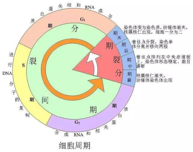 Ubisoft人气游戏《细胞分裂》,汉化补丁V1.02









