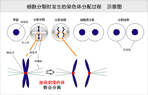 t细胞检测_细胞分裂5显卡检测_细胞活性检测