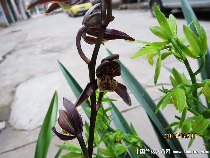 海鹦浏览器电脑版下载_海鹦浏览器中文版4.0_海鹦浏览器苹果版