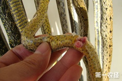 e-3lue宜博电竞发光版鼠标_e-3lue宜博鼠标_e-3lue宜博纪念版鼠标